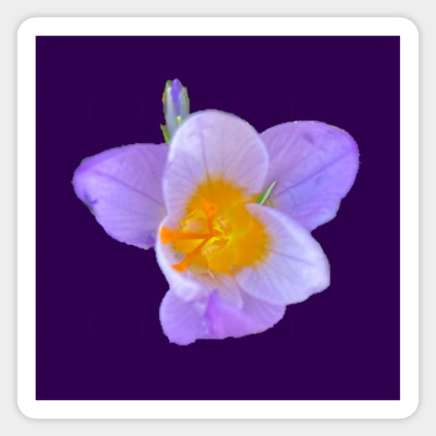 First Crocus of 2022 (purple background) Sticker by Amanda1775